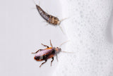 NO PEST putos – veiksminga priemonė nuo skruzdėlių, blakių, tarakonų ir kitų vabzdžių